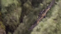 李斯特:音乐会练习曲1-3