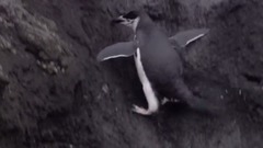 柴可夫斯基:降E大调序曲1812