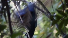 门德尔松:赫布利底群岛序曲,op.26(芬格尔山洞序曲)