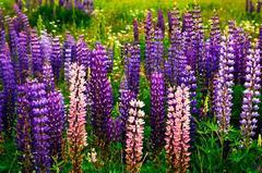 民乐群星,风景,音乐短片,轻音乐 - 羽扇豆物语  双子座的守护花