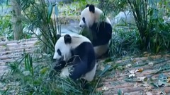 民乐群星,音乐短片 - 四季轮回