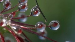 舒伯特:D大调第十七号钢琴奏鸣曲,D.850