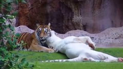 С Днём Тигра