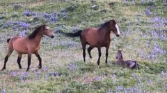 BAND OF MUSTANG ,STALLIONS ,TRYING to, KILL FOAL, MARE DESPERATE ,TRYING to keep, her, BABY ALIVE