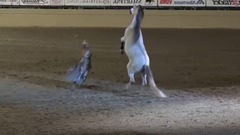 Best Trained & Disciplined Horse's