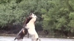 Moon and Francisco fight