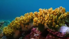 大自然在说话——Cora| Reef