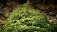 大自然在说话——The Redwod