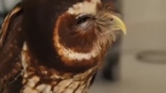 A Funny Owls And Cute Owls Compilation NEW