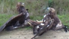 Eagle VS Gold Eagle Camera Trap Shows Golden Eagle Capturing Claw Other Eagle Thoose Death Catch