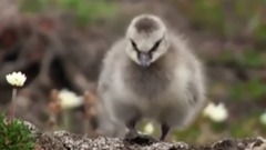 令人震撼的生命故事