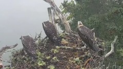 Bald Eagle Attack Vulture Baby And Crow Playing For Steal It Nest