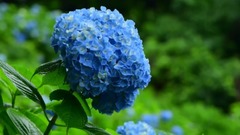 高源寺的绣球花