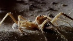 迷离的微型猛兽世界