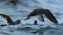 贝多芬:A大调第九(克罗采)小提琴奏鸣曲,op.47