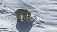 “形式宏大、戏剧性强”:莫扎特d小调第二十钢琴协奏曲 K466