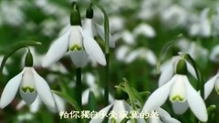 今生只为与你邂逅