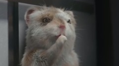 萌系速度与激情