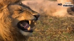 L ON vs BEAR Real Fight Serval Cat Snake Rhino Buffalo