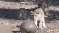 Th gi i ng v t  ng v t ngu ng i tham n có cái k t kinh hoàng nh t - porcupine vs lion