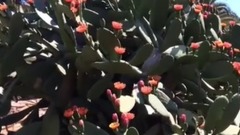 Garden Center online Costa Brava