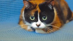 ВЕЧНЫЙ ТЕРРАРИУМ