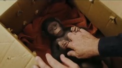 影视原声 - 猩球崛起3:终极之战 电视宣传片2