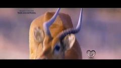 Youth Love and Fantasy