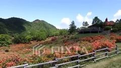 日本山野杜鹃及歌曲欣赏