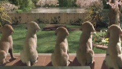 Quill The Life of a Guide Dog Official Trailer #1 (2012) HD Movie