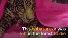 Baby Jaguar Hides The Saddest Secret Inside Her Body The Dodo