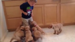 The 9 Puppy Chase & Tackle Family Fun Pack Puppies