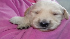 Most Adorable Golden Retriever Puppies (Music Oceans of Love by DidiPop)