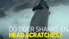 Sharks Love To Be Petted