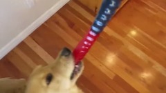 Sammie Eats World’s Largest Gummy Worm! Golden Retriever Puppy - Playtime Fun Vlog