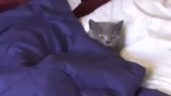 Aaron's Animals NEW VIDEO COMPILATION 2017 FunnyVines