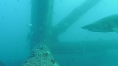 Cape Fear Shark Live Cam Best Moments Compilation - Live Cam Highlight