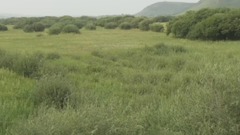 西盟达茂草原风光