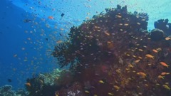 绝美海底水世界