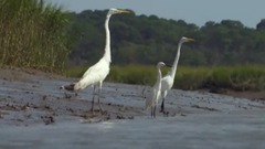 Dolphins Beach Themselves To Feed