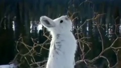 Epic Hunting Chase Of The Canadian Lynx And Snowshoe Hare In Hd