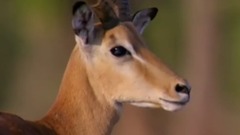 Impala Miraculously Escapes Jaws Of Leopard