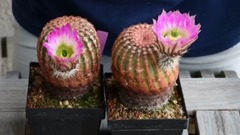 授粉Echinocerei