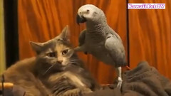 动物超可爱反应