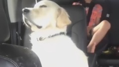 Funniest & Cutest Golden Retriever Videos #28 - Compilation 2017