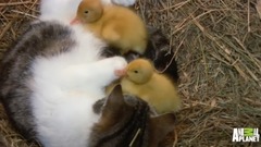 A Momma Cat and Her Yellow, Feathered Kittens