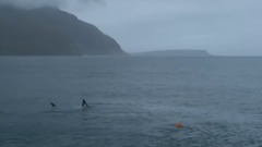 Michael Phelps races a great white shark (sort of)