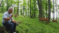 Deer brings fawns from the forest to share apples