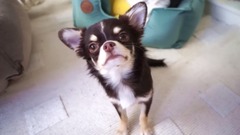 КАК Я СНИМАЮ СОБАК Учу ЩЕНКА Юми позировать ДРЕССИРОВК