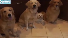 Best Trained & Disciplined Dogs #2